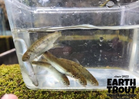 幼魚  ヒメマス　3匹～10匹　6cm前後