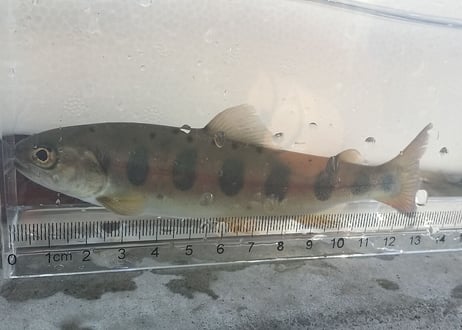 成魚　ヤマメ　3～5匹　20cm前後