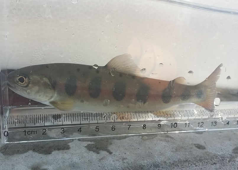 成魚 ヤマメ 11匹～20匹 15cm前後 | EARTH TROUT
