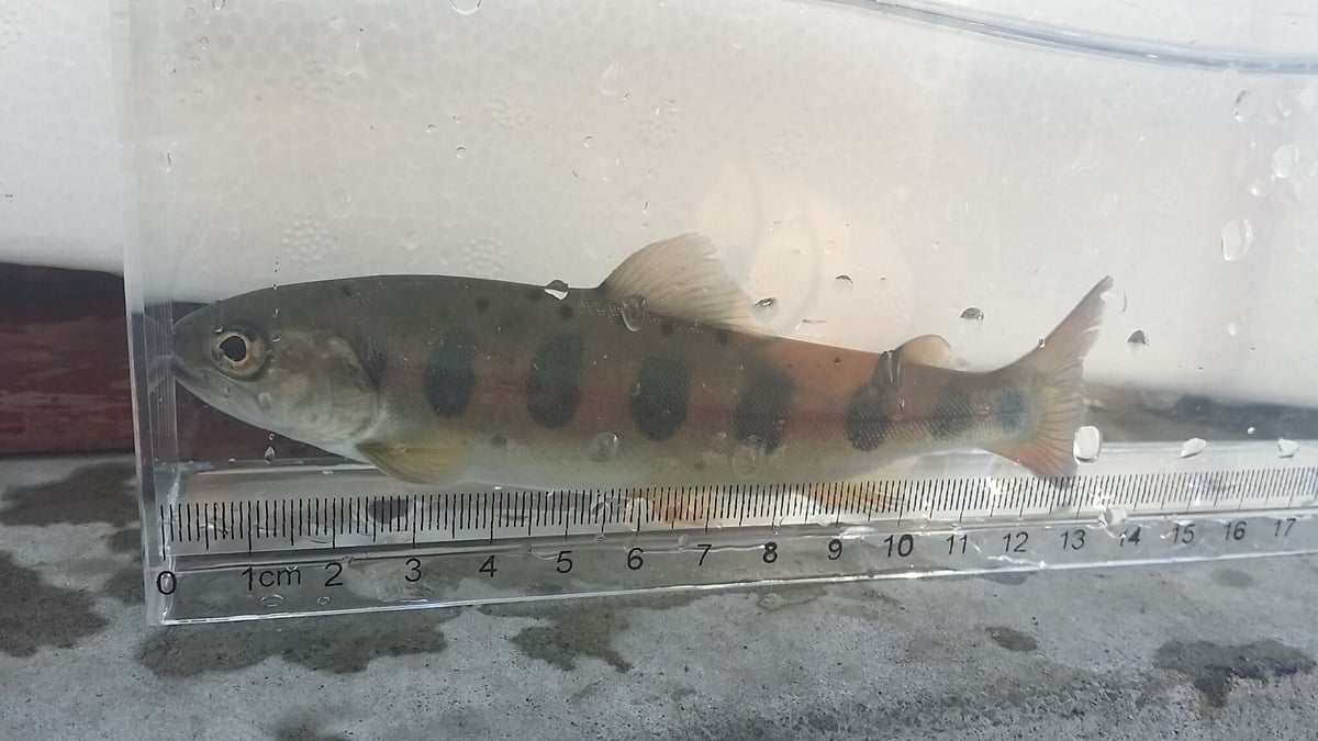 成魚 ヤマメ 3～5匹 20cm前後 | EARTH TROUT