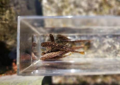 稚魚　エゾイワナ　アメマス　10匹～100匹　5cm前後