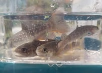 幼魚　ニッコウイワナ　12匹～20匹　10cm前後