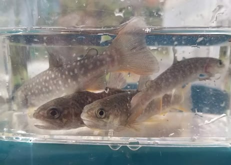 3818 外国切手 アルバニア1967年 魚類 シリーズ 7種完 Yahoo