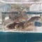 幼魚　ニッコウイワナ　12匹～20匹　10cm前後