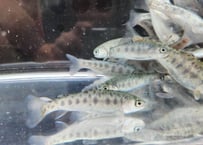 稚魚　レイニートラウト　アメマス×ニジマス　5匹～50匹　7cm前後