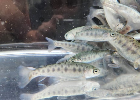 稚魚　レイニートラウト　アメマス×ニジマス　5匹～50匹　7cm前後
