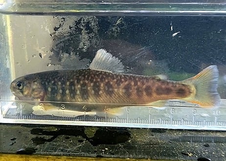幼魚　ニッコウイワナ　3匹～10匹　15cm前後