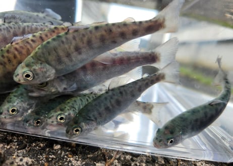 稚魚　レイニートラウト　アメマス×ニジマス　5匹～50匹　7cm前後