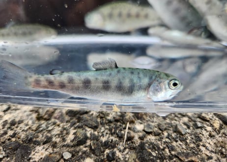 稚魚　レイニートラウト　アメマス×ニジマス　5匹～50匹　7cm前後