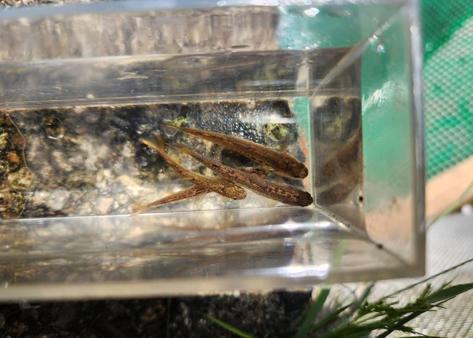 659646131896a10256ba376d