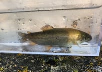 ホウライマス(無班ニジマス)幼魚　10cm前後　５匹～