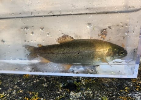 ホウライマス(無班ニジマス)幼魚　10cm前後　５匹～