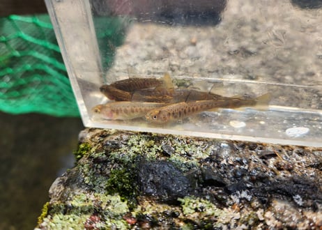 稚魚　ニッコウイワナ　10匹～100匹　4cm～5cm前後