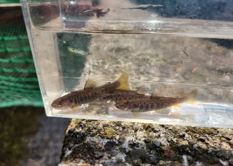 稚魚　エゾイワナ　アメマス　10匹～100匹　5cm前後