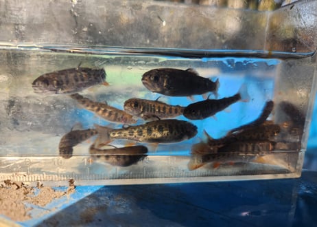 稚魚　スチールヘッド　10匹～50匹　4cm~5cm前後