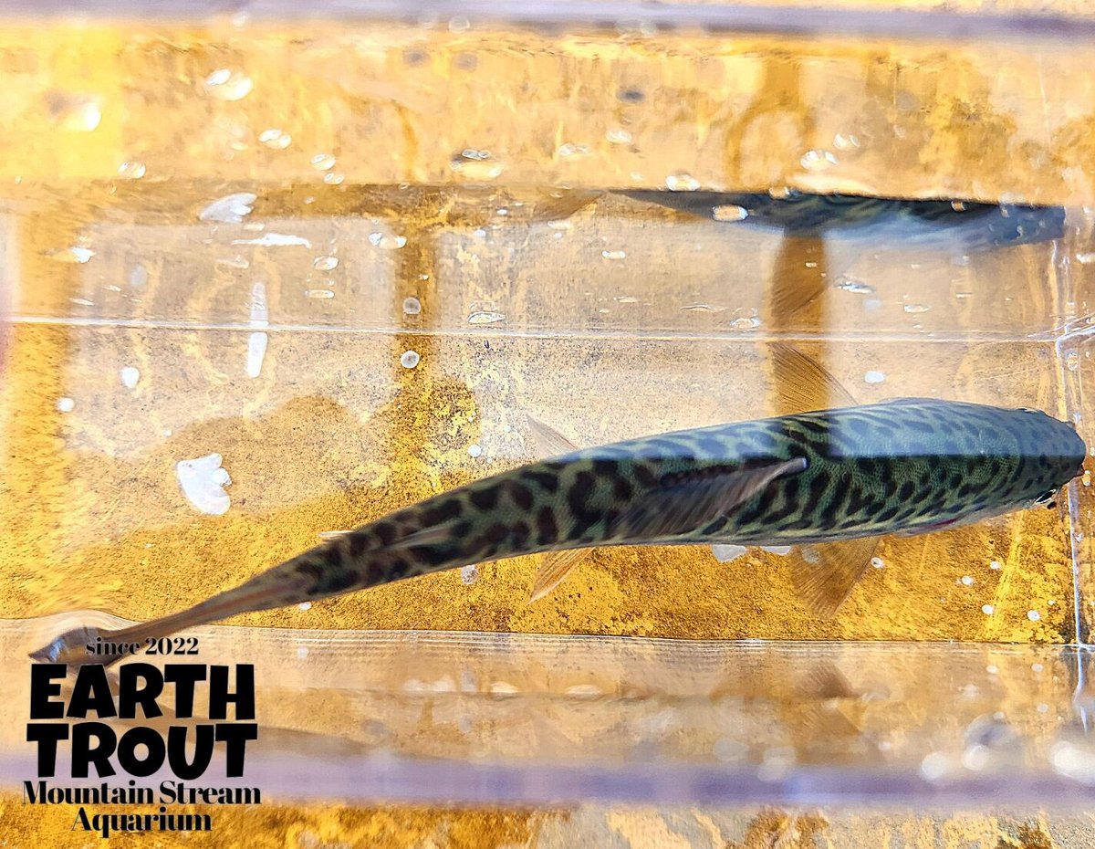 パルナシウス・ブレメリ（1オス、北朝鮮産） GU公式 | ウォッシャブルリラックスフィットチルデンニットベスト