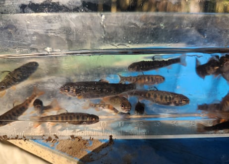 稚魚　スチールヘッド　10匹～50匹　4cm~5cm前後
