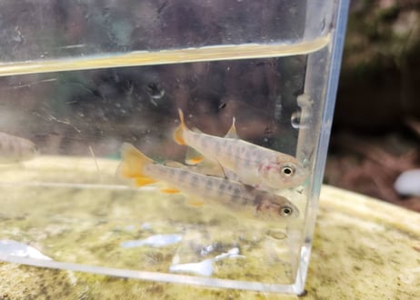 EARTH TROUT限定　希少種　カワサバ　1匹～10匹　7cm前後