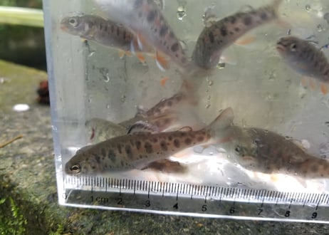 送料無料　Myサーモンプロジェクト　三倍体ニジマス稚魚30匹+飼育飼料10kg