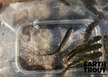 幼魚　ヤマメ　12匹～20匹　10cm前後