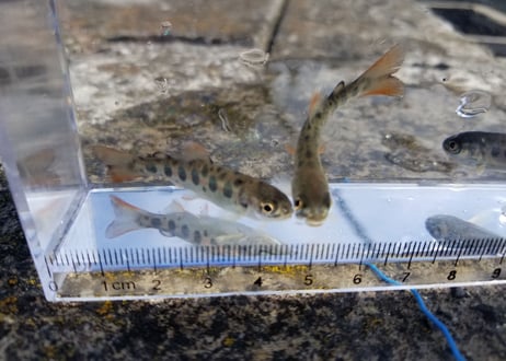 稚魚　ヤマメ　10匹～100匹　6cm前後