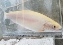 アルビノマス　3匹～　20cm前後