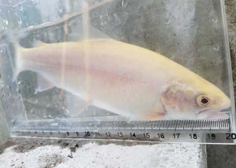 アルビノマス　3匹～　20cm前後