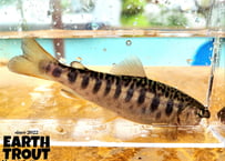 EARTH TROUT限定　希少種　カワサバ　1匹～5匹　12cm前後