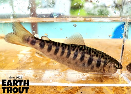 EARTH TROUT限定　希少種　カワサバ　1匹～5匹　12cm前後