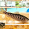 EARTH TROUT限定　希少種　カワサバ　1匹～5匹　12cm前後