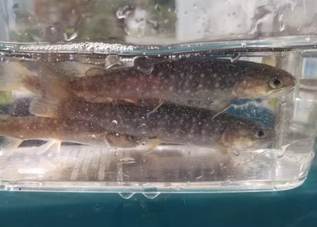 幼魚　ニッコウイワナ　12匹～20匹　10cm前後