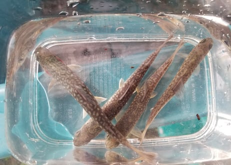 幼魚　ニッコウイワナ　5匹～　10cm前後