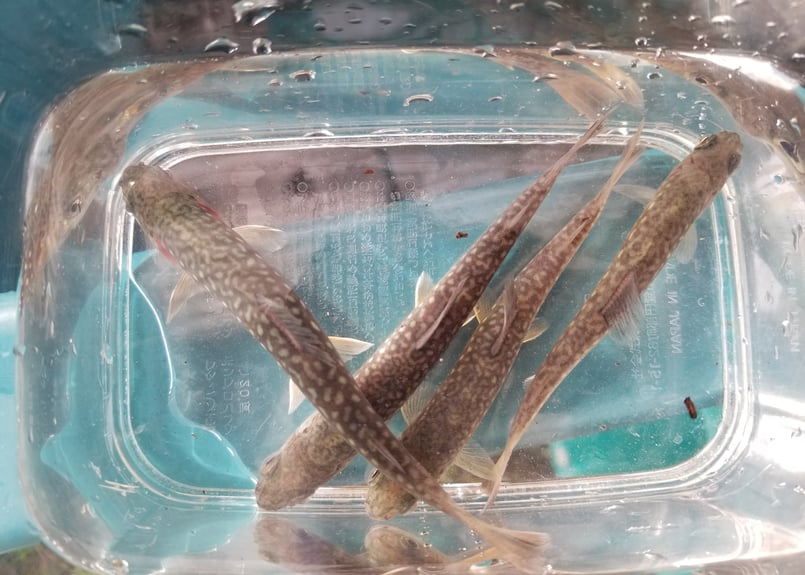 幼魚 ニッコウイワナ 5匹~ 10cm前後 | EARTH TROUT 幼魚 ニッコウイワナ 5匹~ 10cm前後 | EARTH TROUT