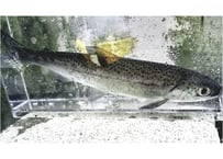 ヒメマス　15cm前後　3匹～5匹