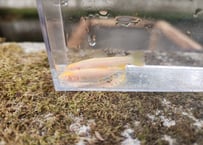 希少　アルビノイワナ1匹　幼魚　10cm前後