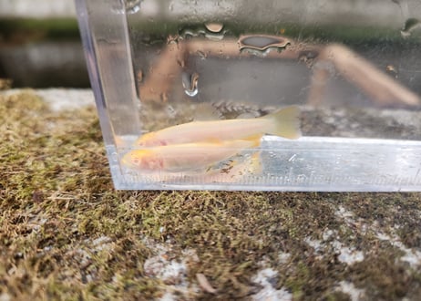 希少　アルビノイワナ1匹　幼魚　10cm前後