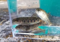稚魚　ニジマス　10匹～50匹　4cm~6cm前後