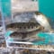稚魚　ニジマス　10匹～50匹　4cm~6cm前後