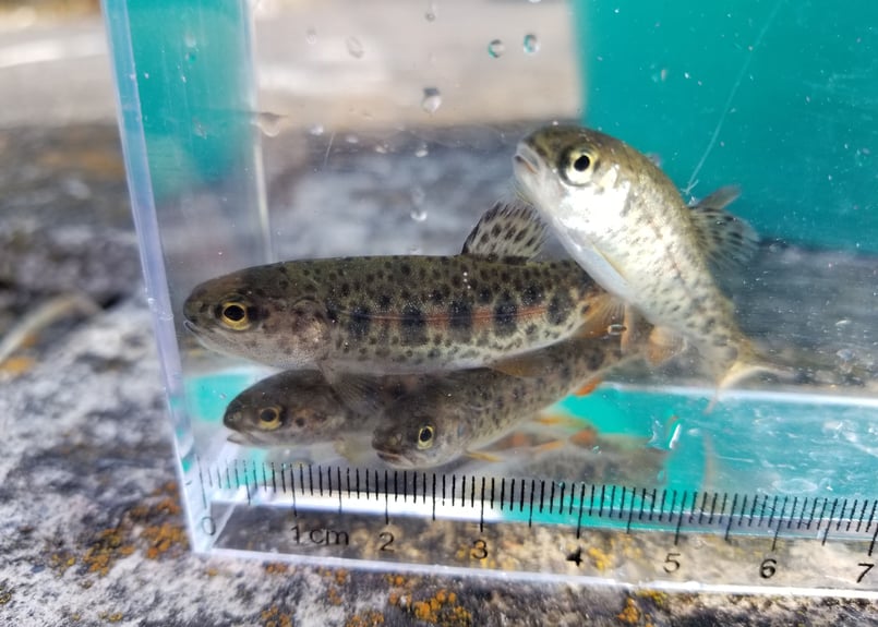 稚魚 ニジマス 60匹～300匹 4cm~6cm前後 | EARTH TROUT