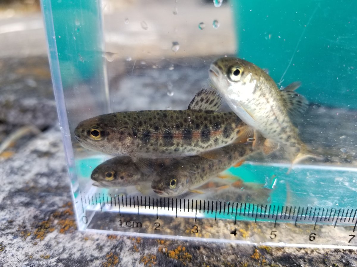 稚魚 ニジマス 10匹～50匹 4cm~6cm前後 | EARTH TROUT