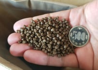 [生体同時購入のみ]　エサ　成魚幼魚　500g