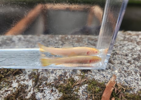 希少　アルビノイワナ1匹　幼魚　10cm前後