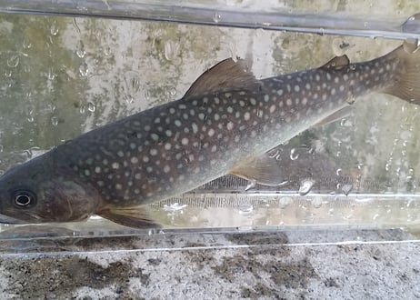 稚魚　イワナ2系統　ニッコウ　エゾ　同梱　20匹～100匹　5cm前後