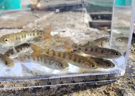 稚魚　ヤマメ　10匹～100匹　6cm前後
