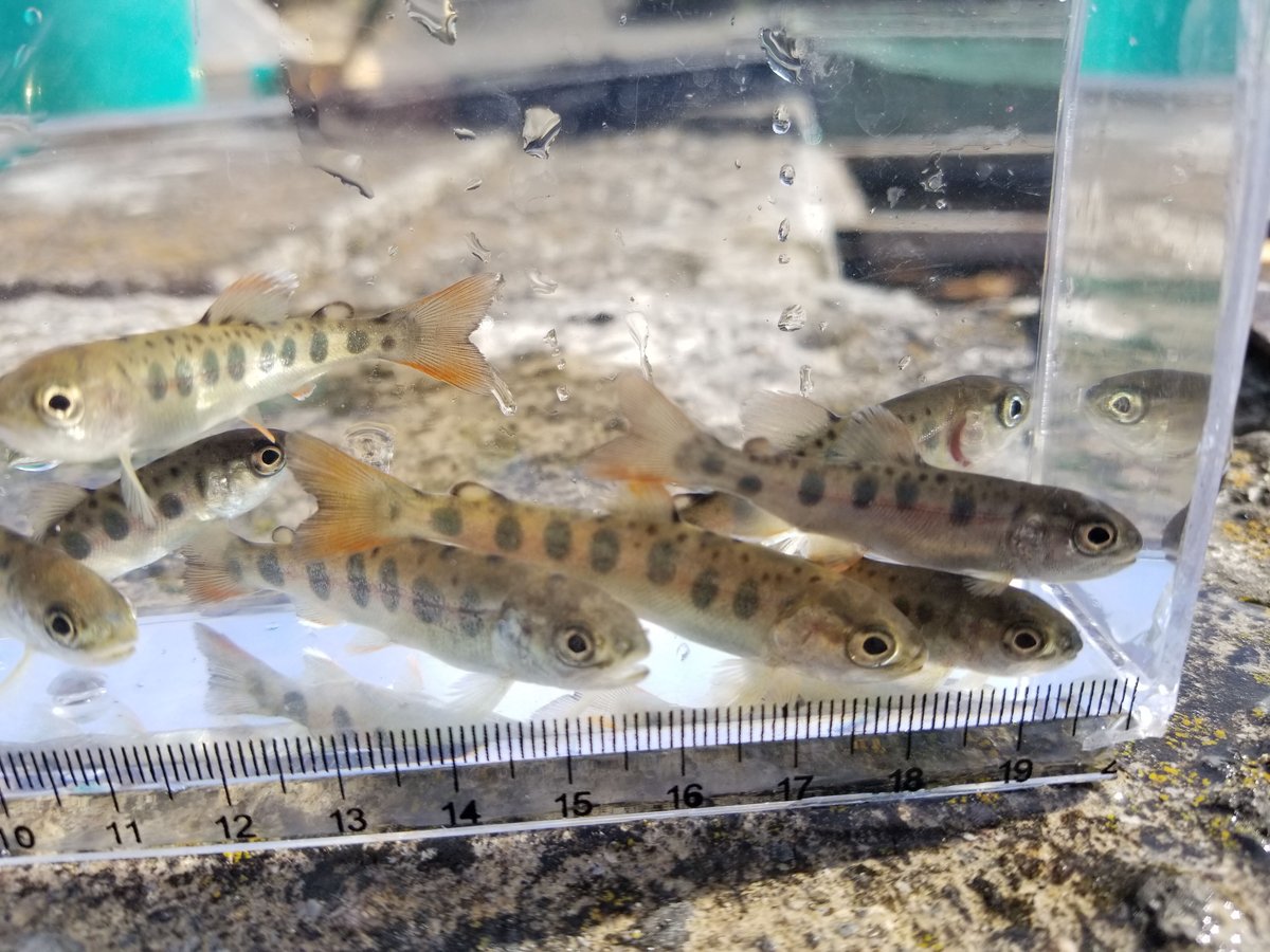 成魚 ヤマメ 3～5匹 20cm前後 | EARTH TROUT
