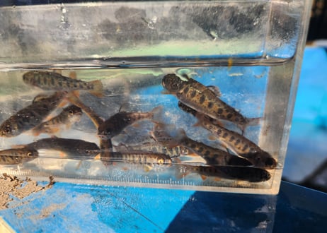 稚魚　スチールヘッド　10匹～50匹　4cm~5cm前後
