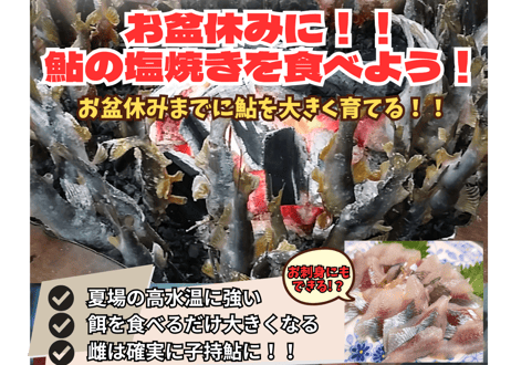 鮎企画　『お盆休みに鮎の塩焼きを食べよう！』