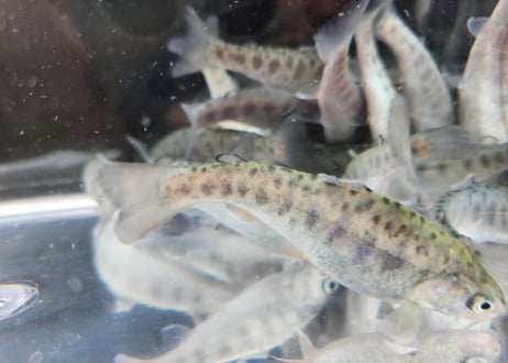 稚魚　レイニートラウト　アメマス×ニジマス　5匹～50匹　7cm前後