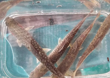 幼魚　ニッコウイワナ　12匹～20匹　10cm前後