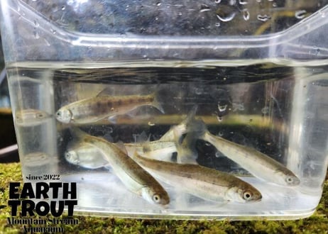 幼魚  ヒメマス　3匹～10匹　6cm前後